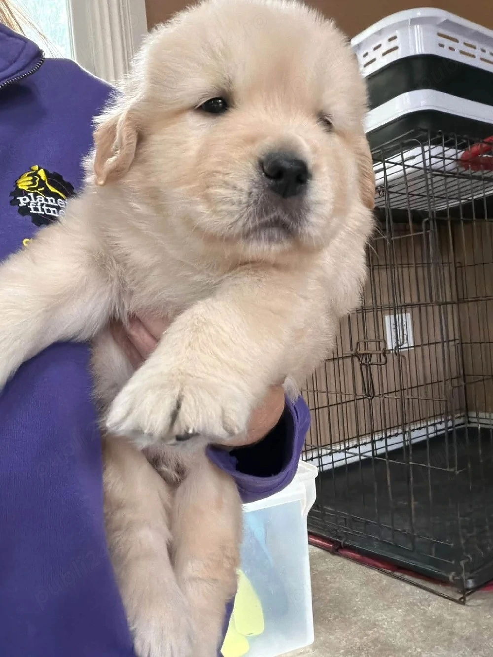 Golden Retriever 