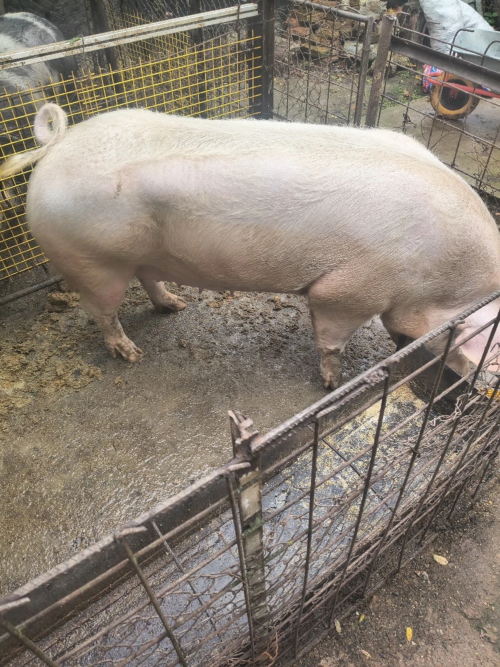Vînd  porci 350 kg Coșoveni 