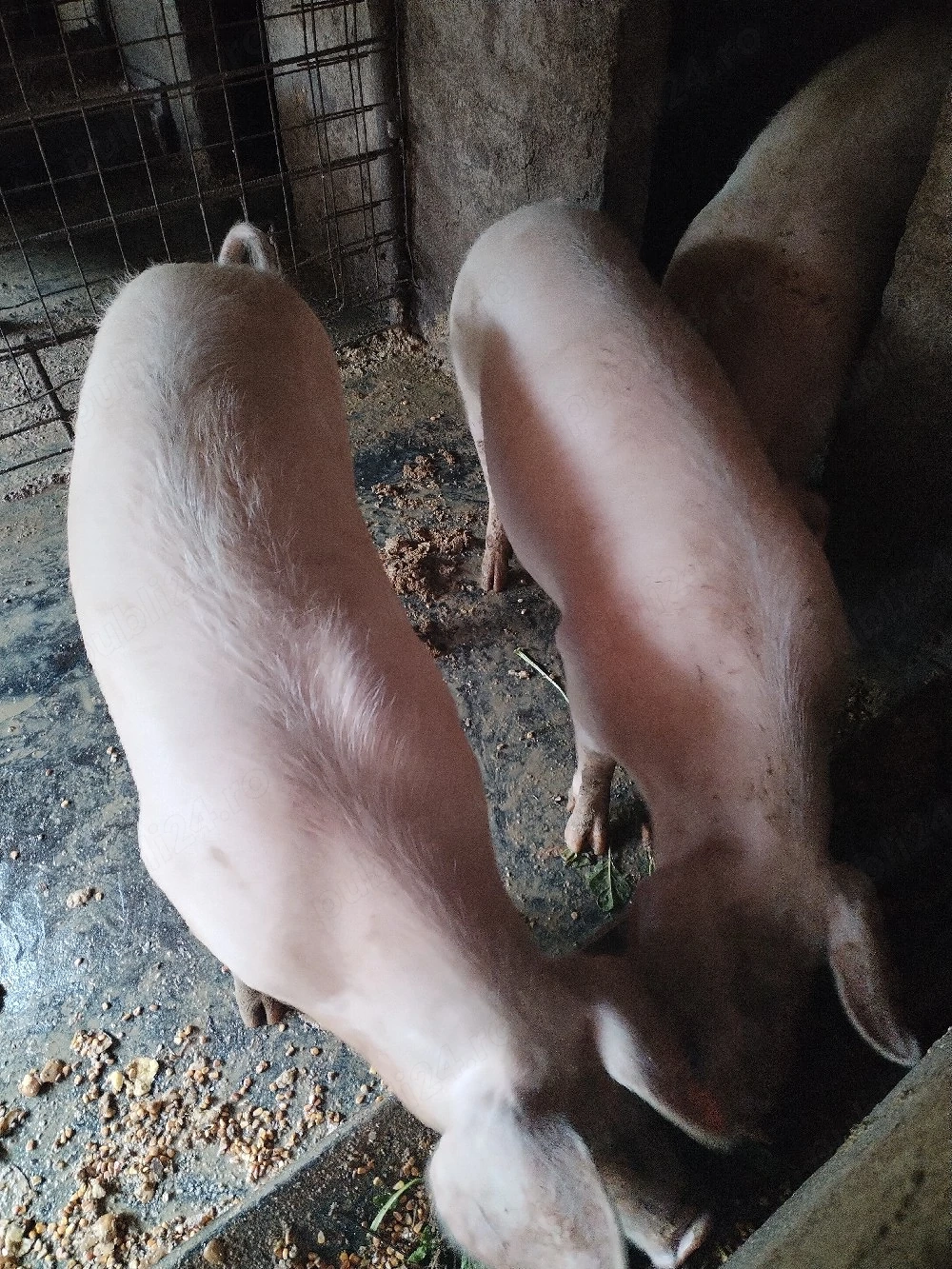 Vând porci