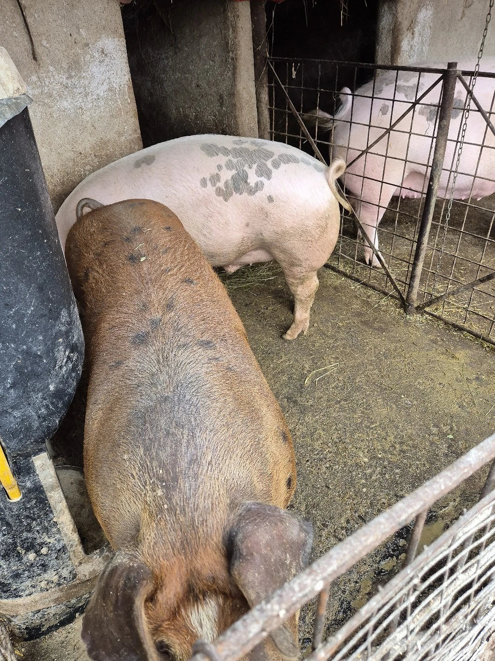 De vanzare porci de carne crescuti la tara.