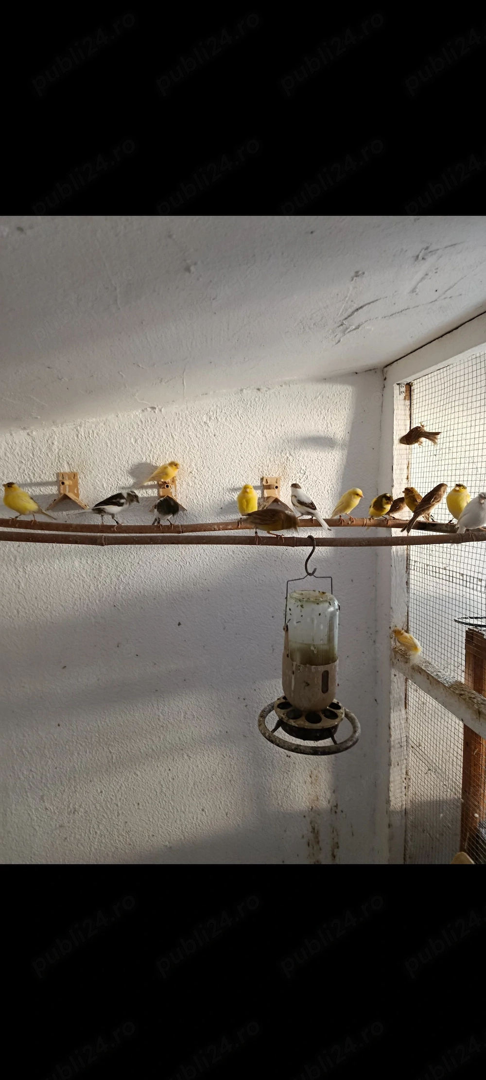Vând canari timbrado originali 400 lei PERECHEA 