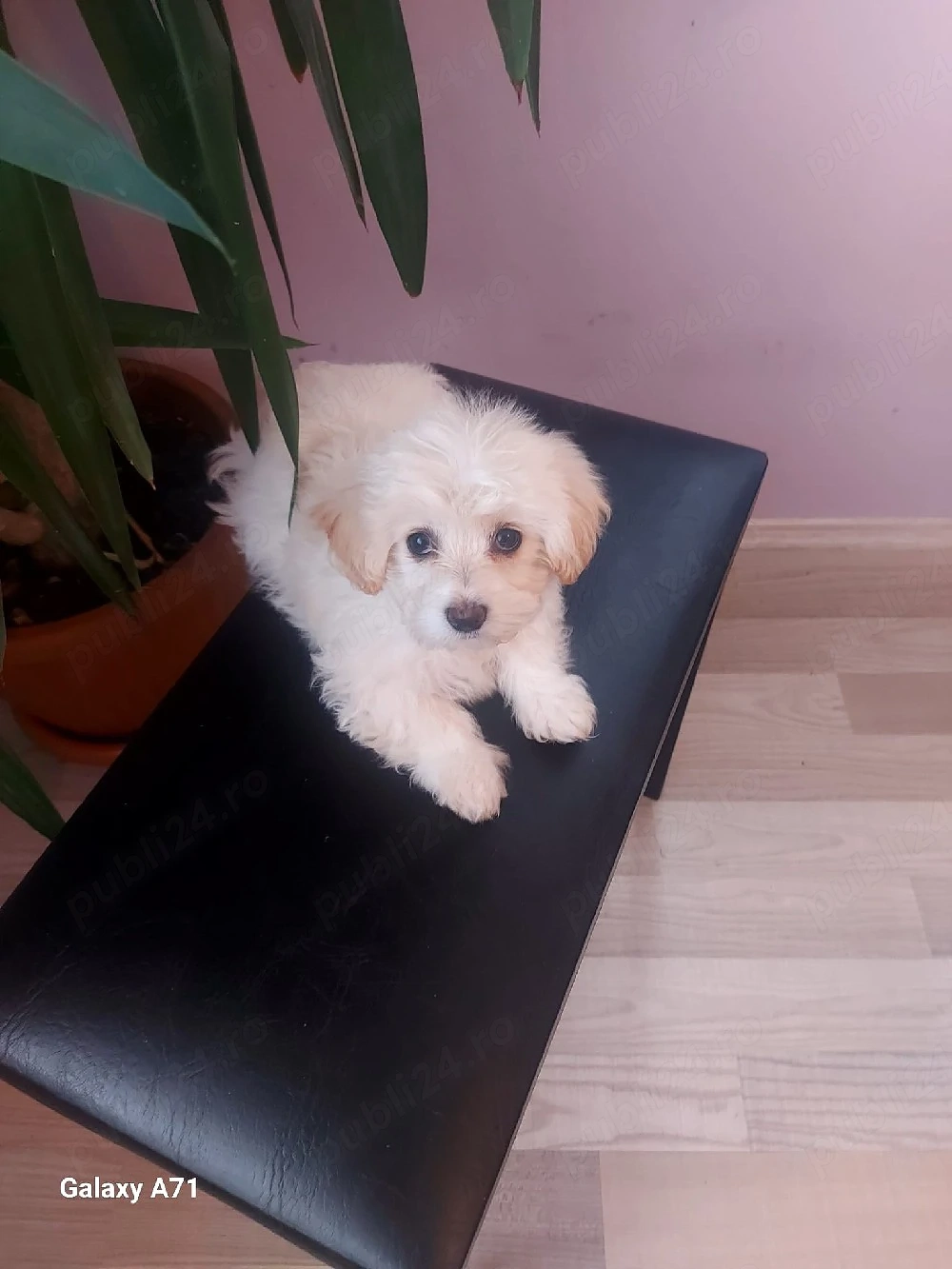 Catelusa Bichon Maltez 2 luni,cauta casuta noua!