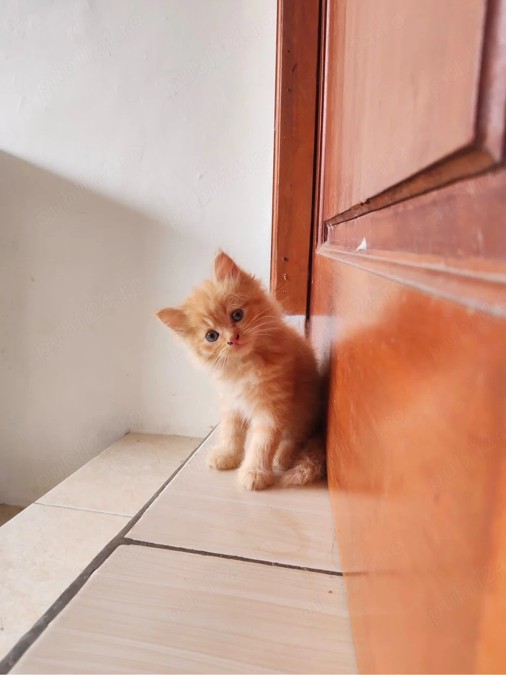 british shorthair mascul si femela