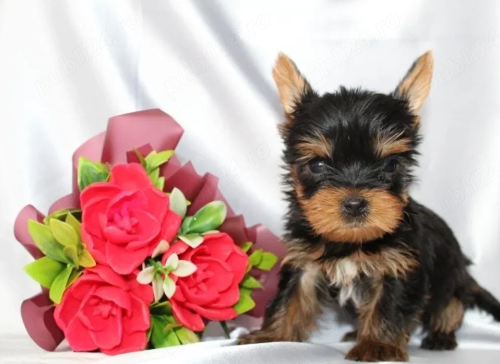 Yorkshire Terrier Toy autentic din parinti cu pedigree - canisa autorizata