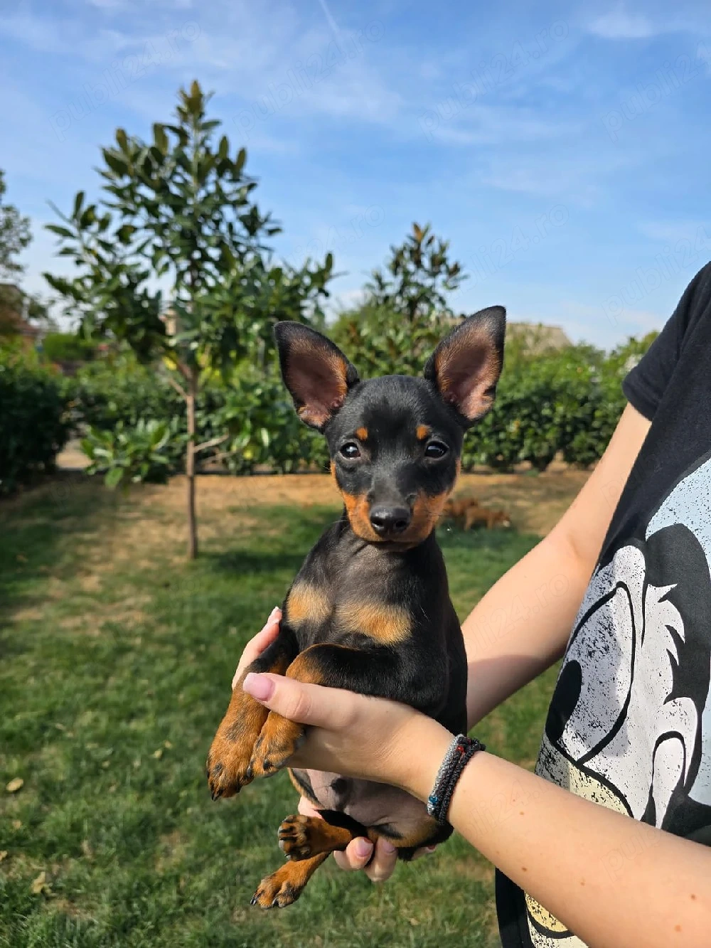 Vand Pinscher