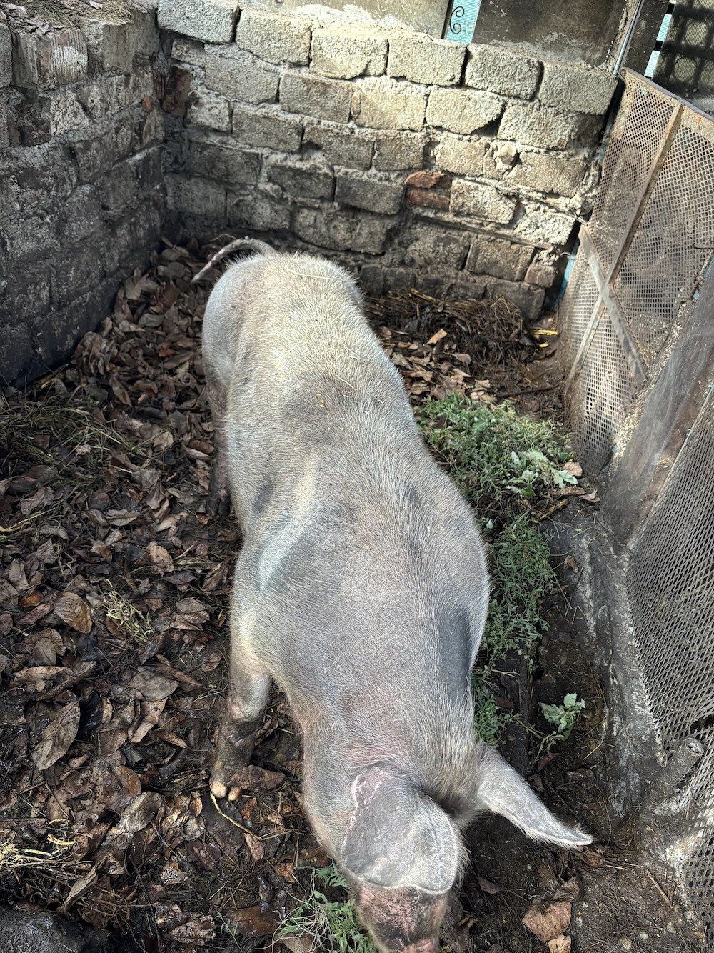 Porci de vanzare 13 lei kg