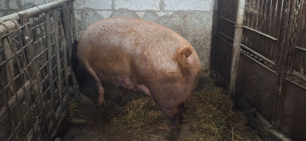 Scroafa duroc - 350 kg