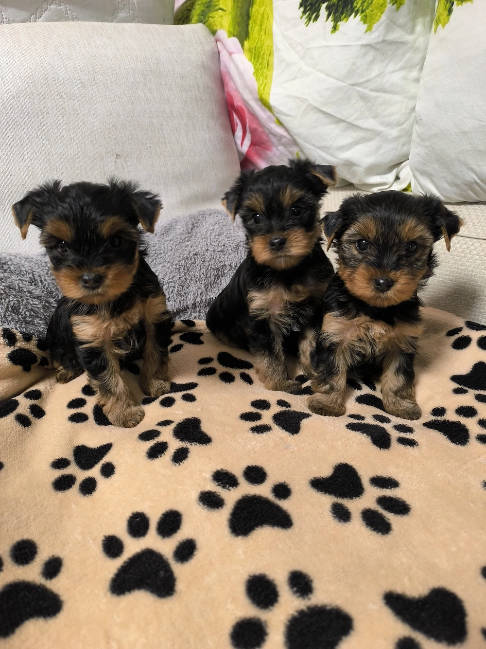 Yorkshire terrier  băieți 