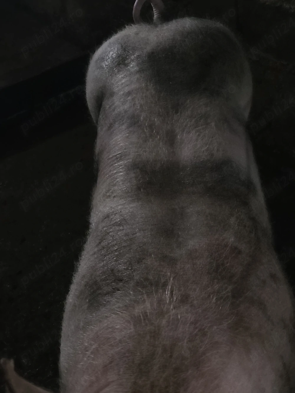 Disponibili Porci pentru Crăciun crescuți Bio(Duroc,Bazna,Landrace,Pic,Pietrain)