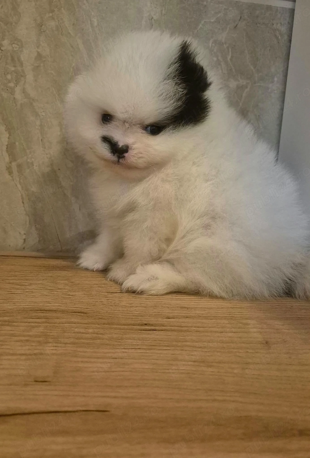 Pomeranian Mini Toy