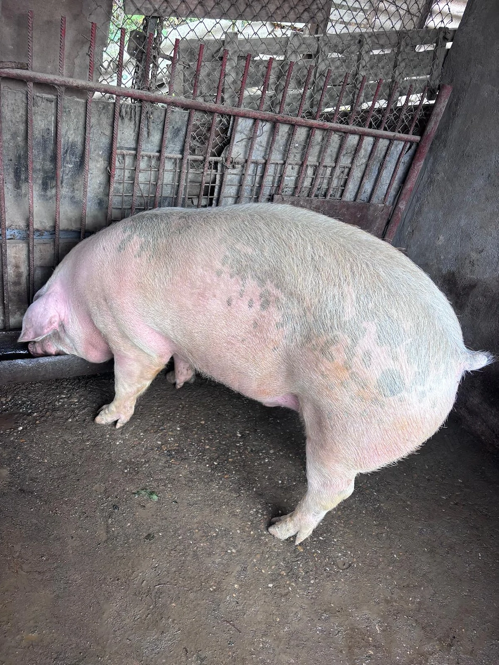 Porc de carne Duroc  