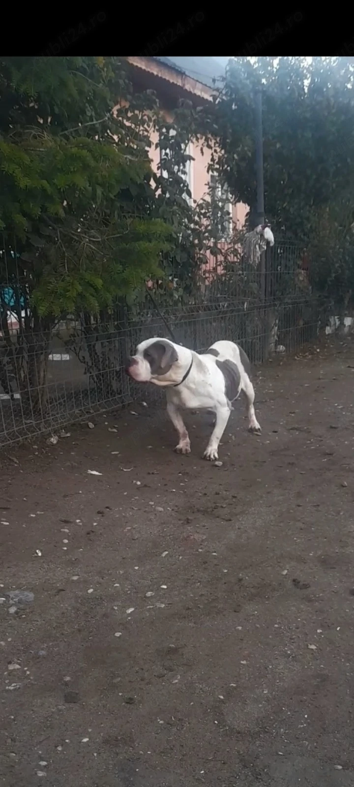 Vand femela american bully xl