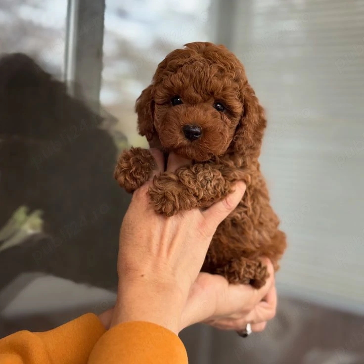 Poodle-pudel mini toy 