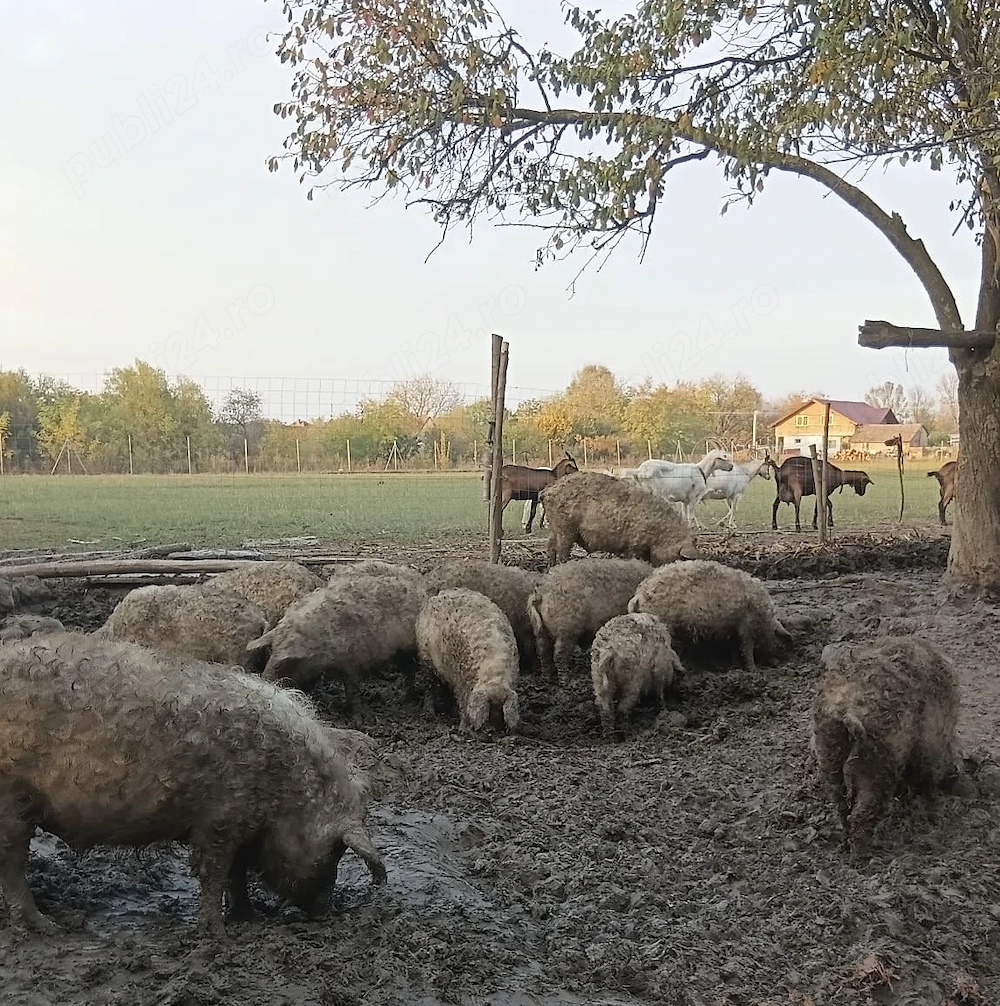 Vând purcele și purcei - rasă mangaliță 