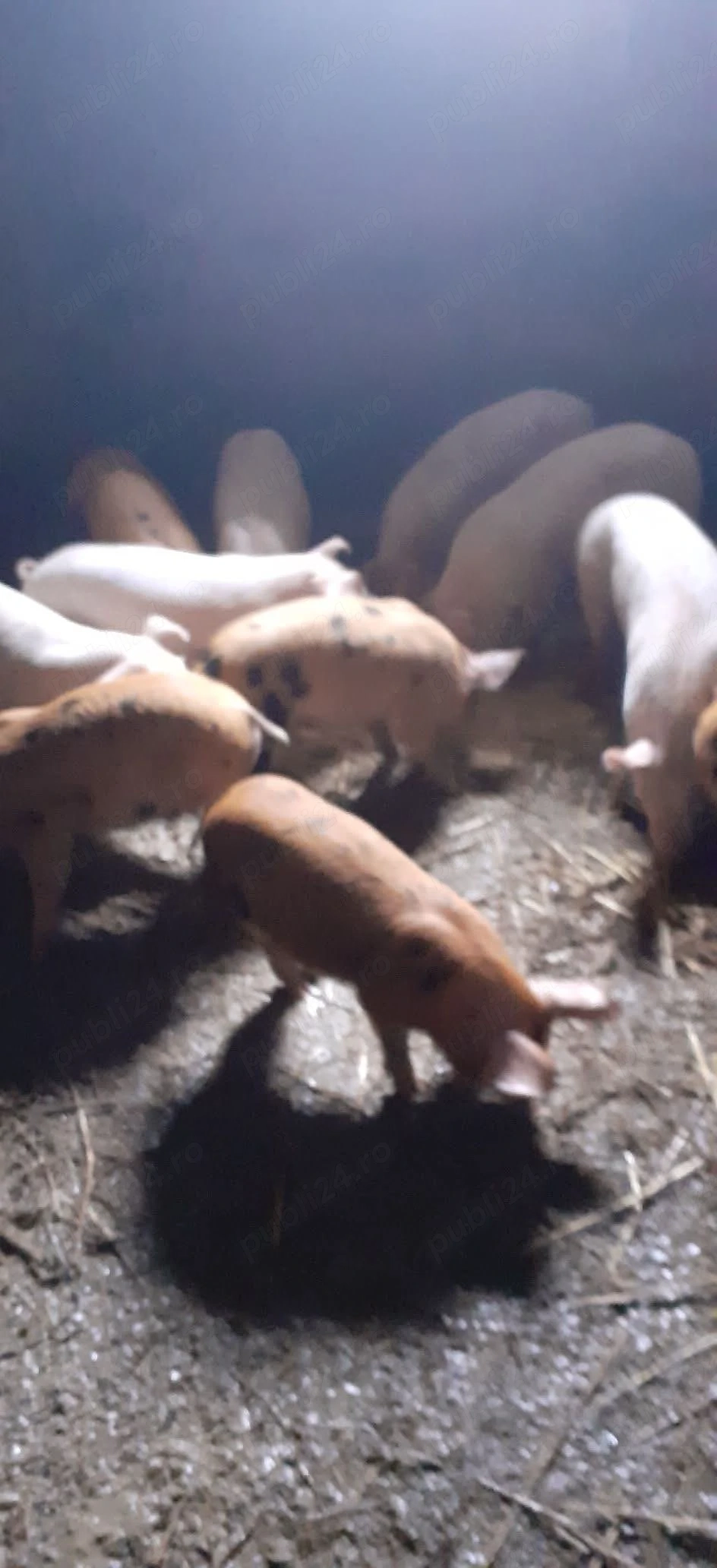 vand purcei marele alb duroc