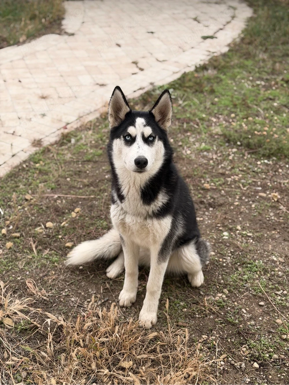 pui husky de vanzare