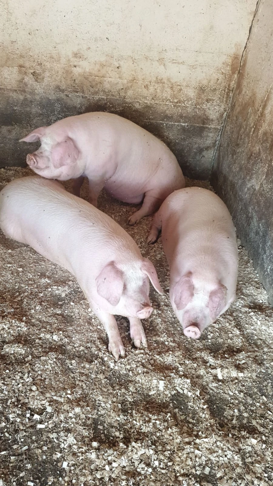 Purcei grăsuni porci mari
