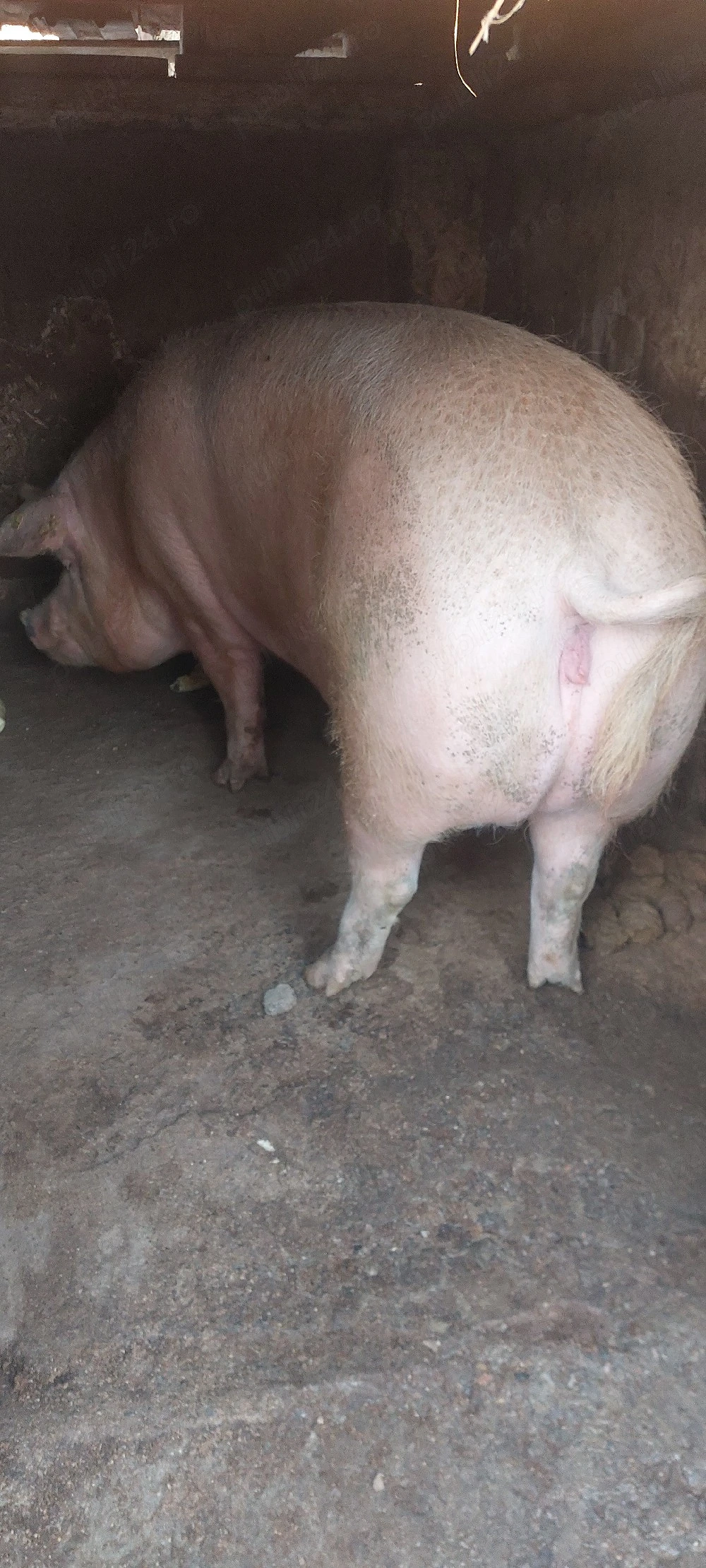 Vând porc gras 