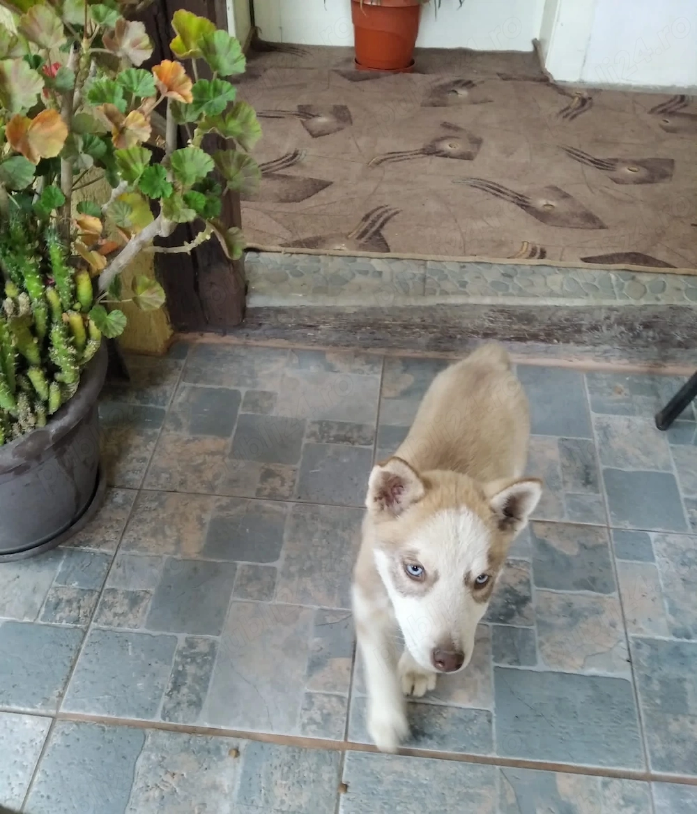Cățelușa Husky Siberian 