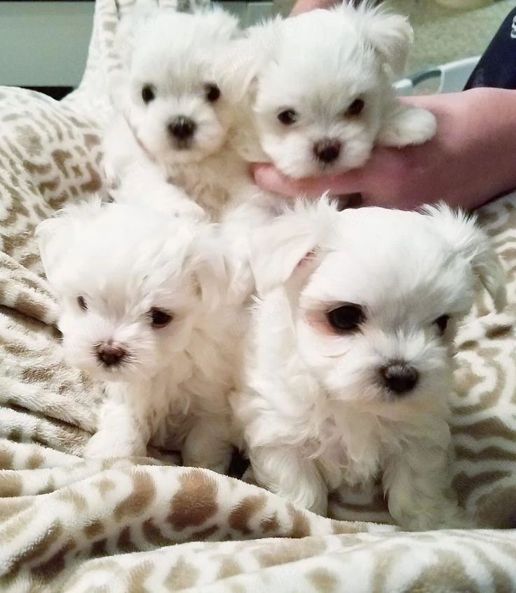 Puiuti Bichoni Maltese talie mica