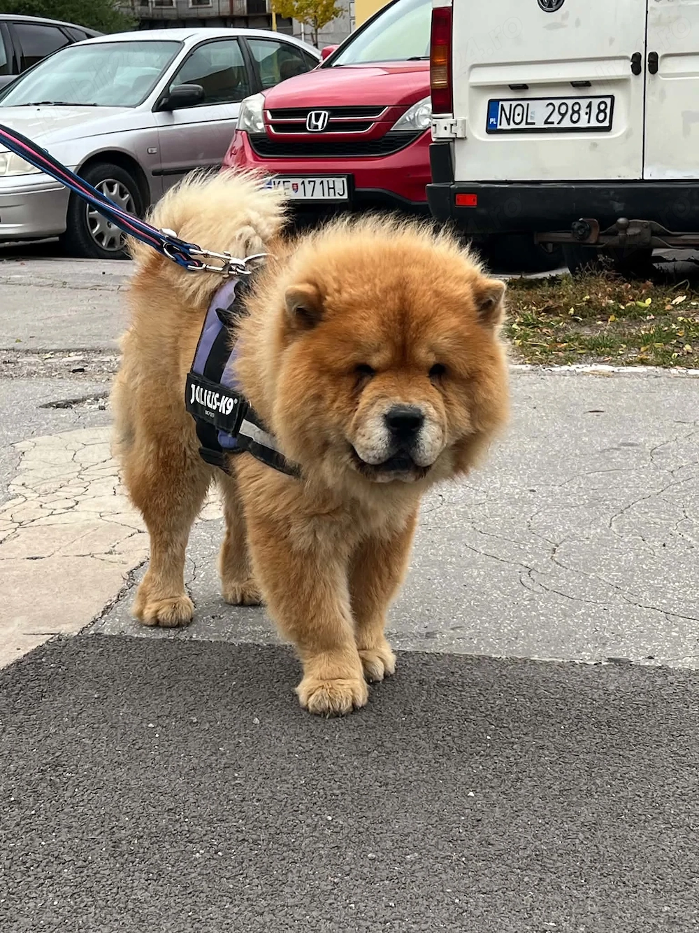 Chow Chow mascul