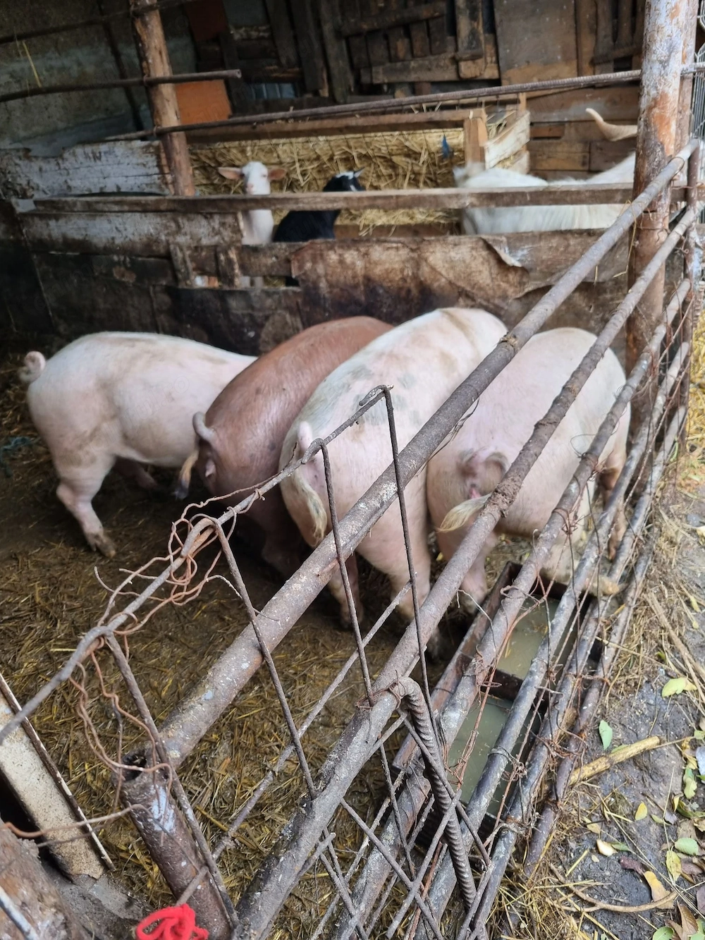 Porci de vanzare 80 -120 kg se pot arvuni și pentru Crăciun 