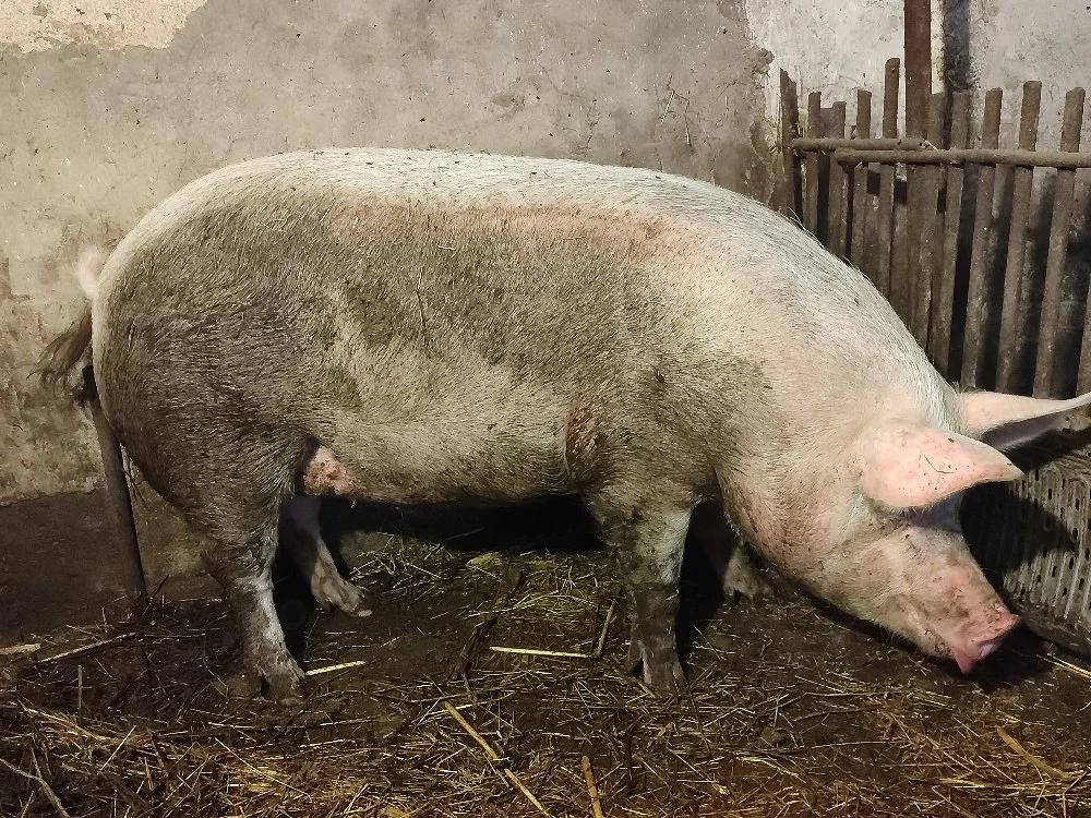 Vând Porc 