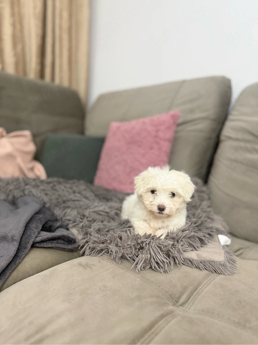 Bichon maltez