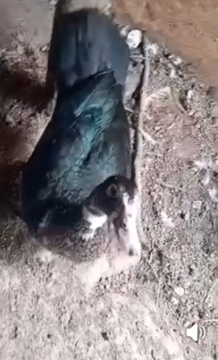 Rățoi mut de vânzare , rațe sunt de anu ăsta 