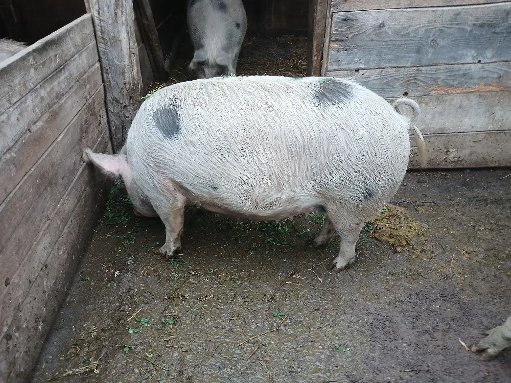 vand porci