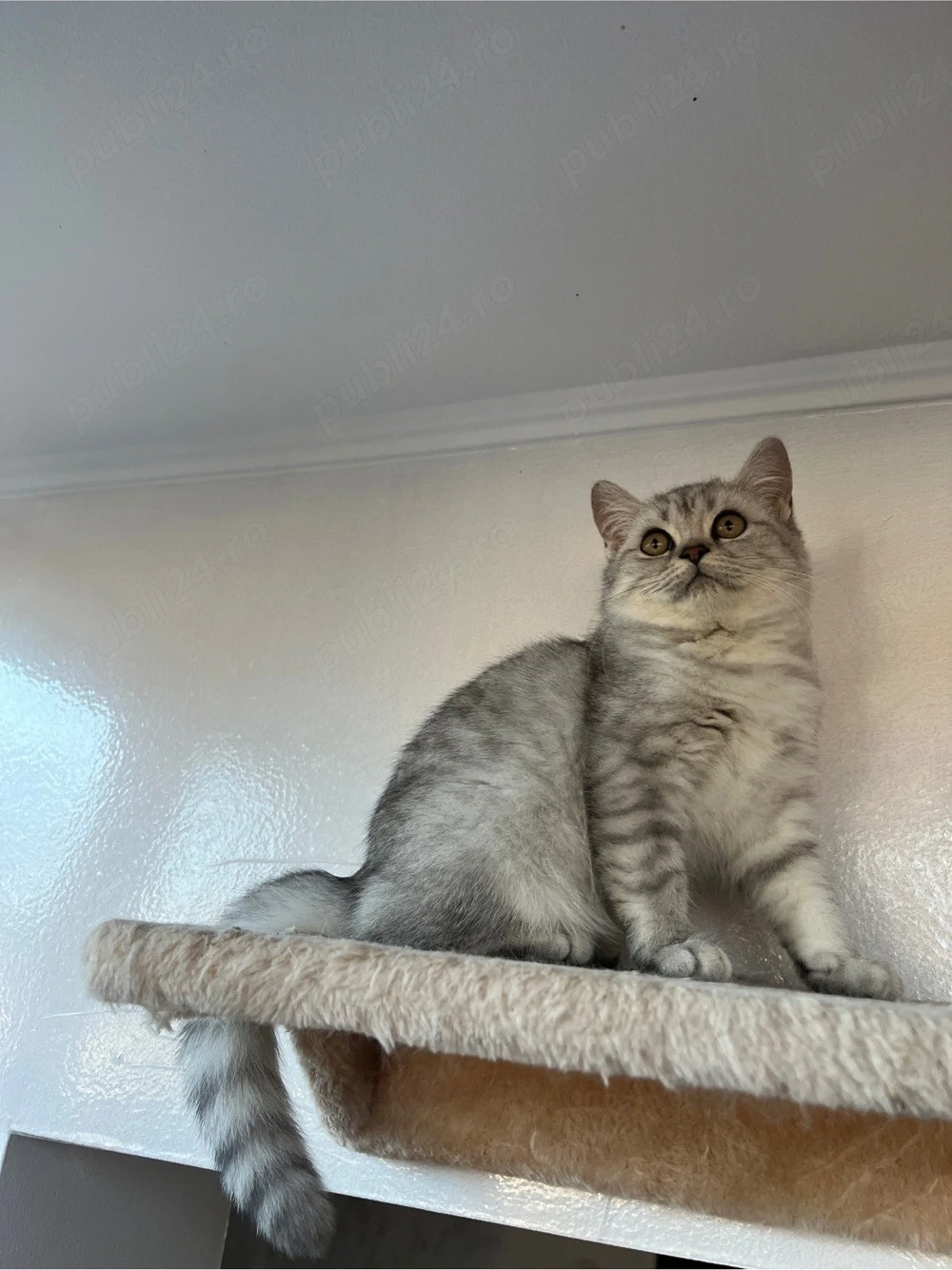 British shorthair tabby