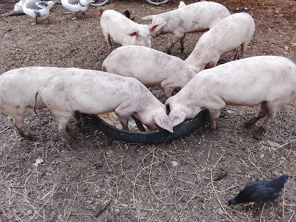 Vând 3 purcele si doi purcei castrati 