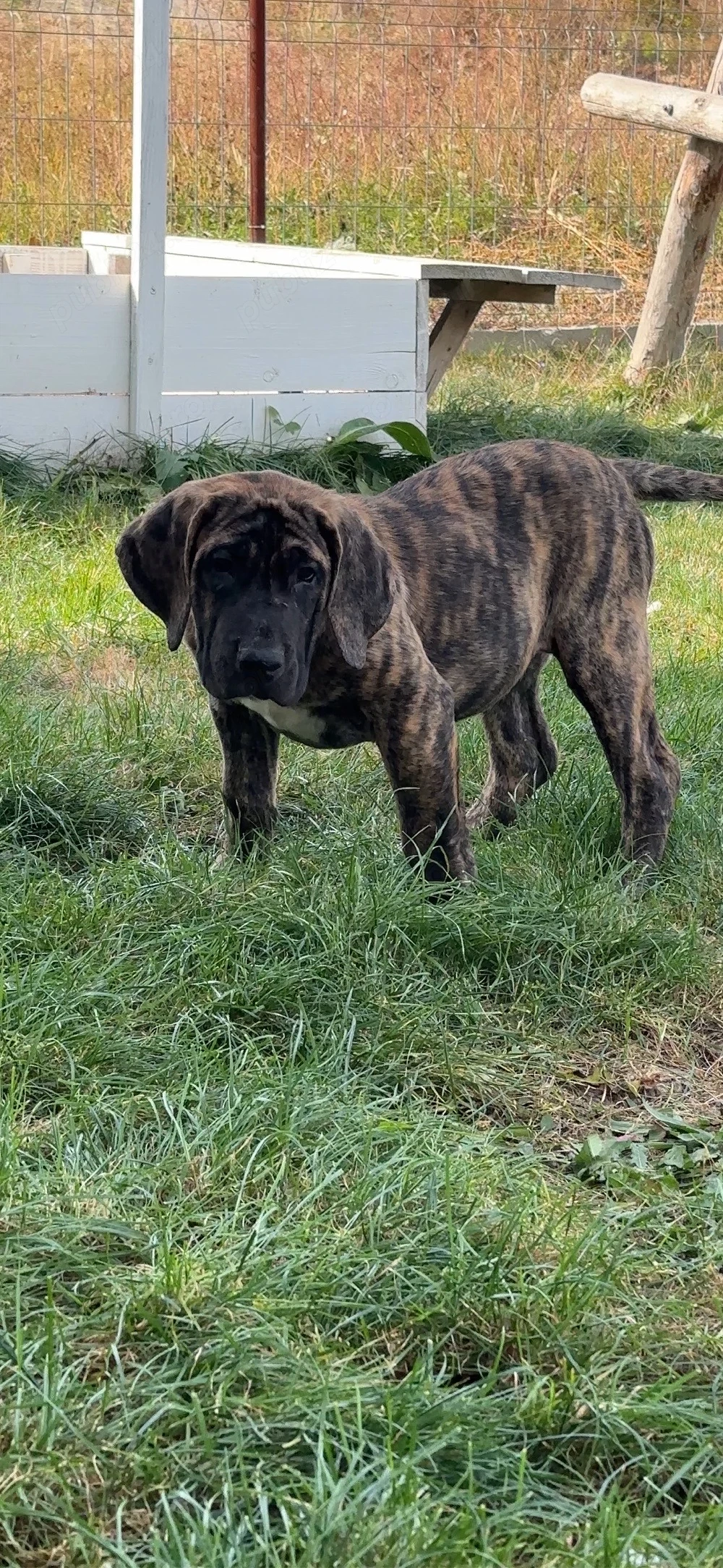 Catei presa canario cu pedigree