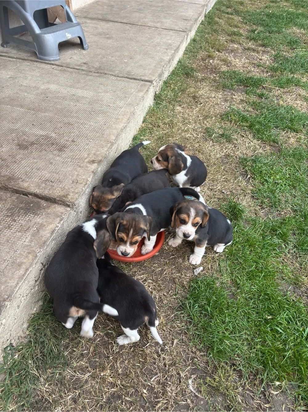 Pui beagle tricolor