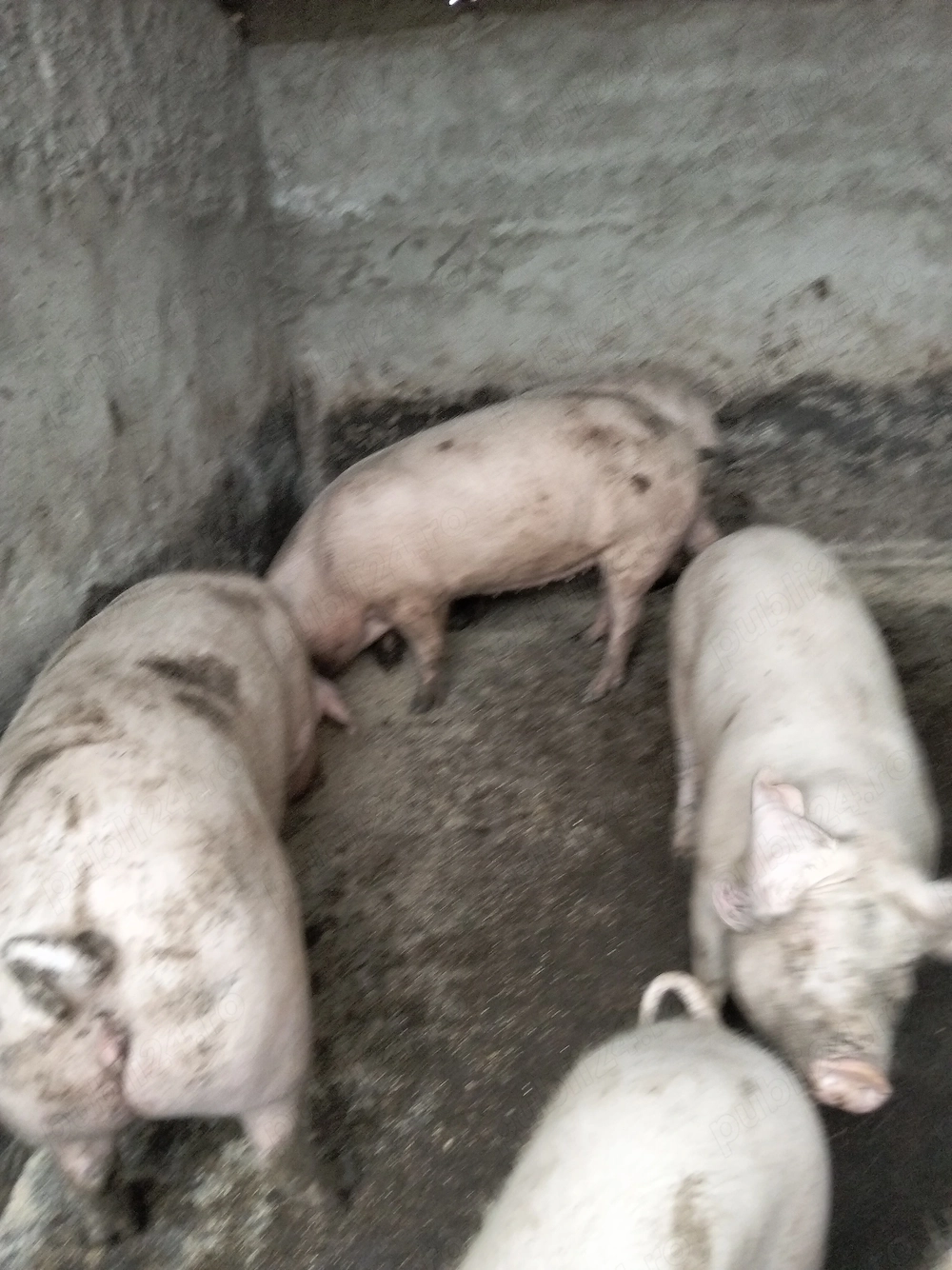 Vind porci pentru craciun