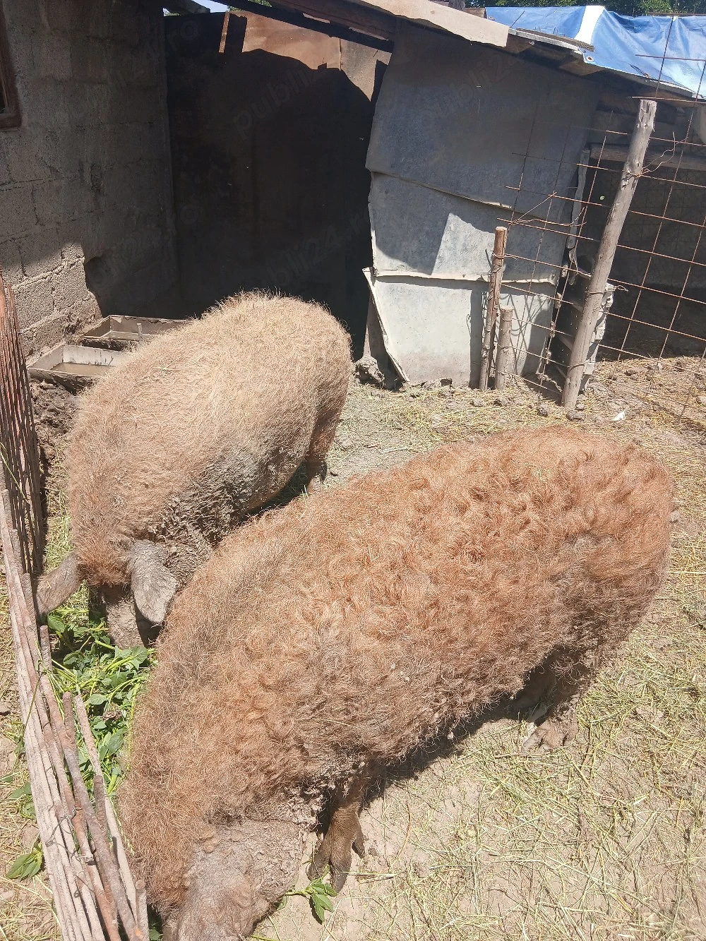 Porci mangalița