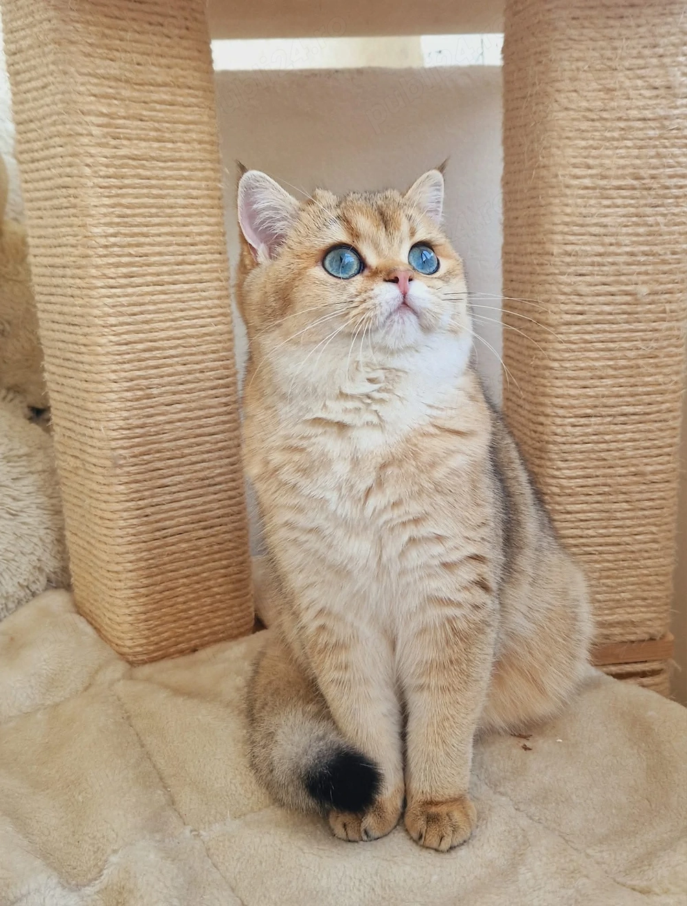 Fetiță și băiețel British Shorthair pedigree 