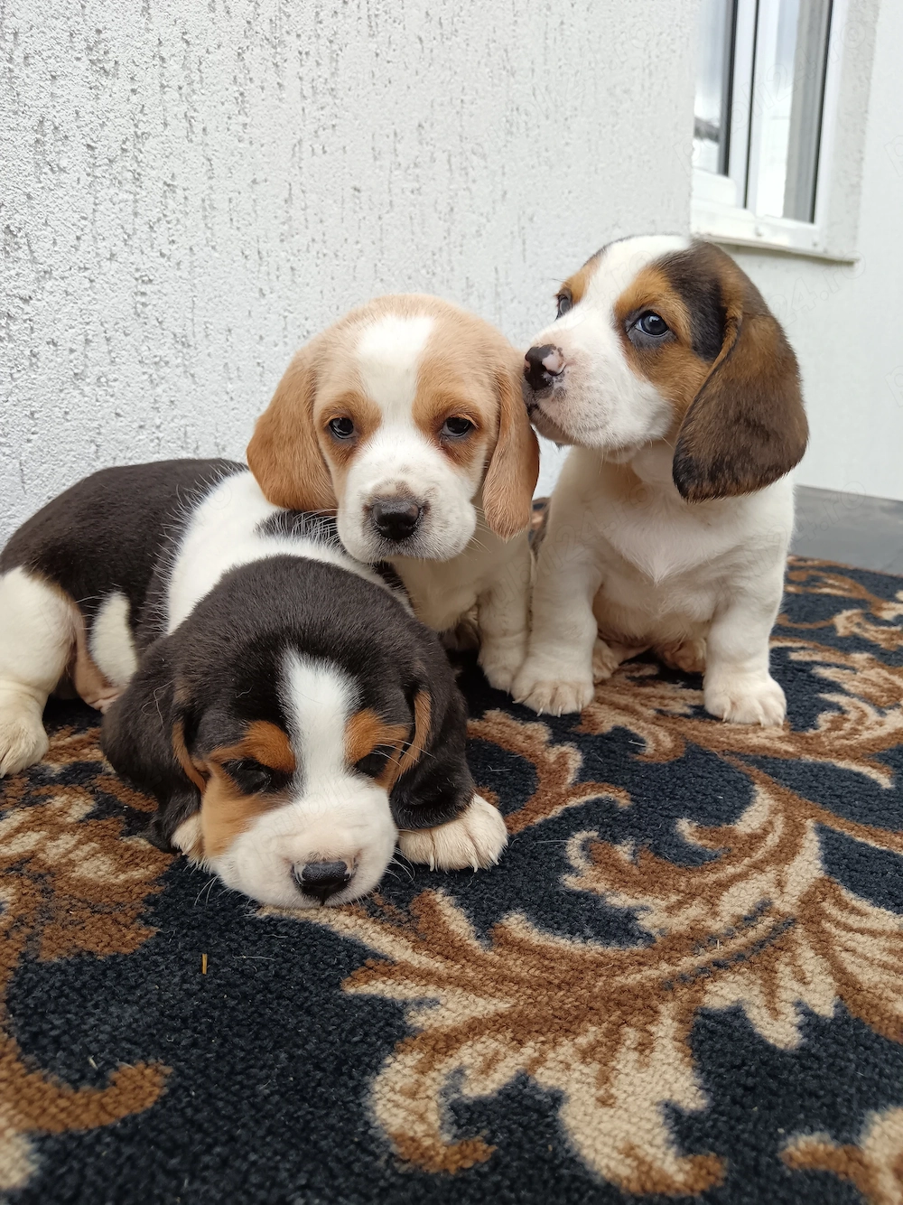 Puiuți beagle tricolor 