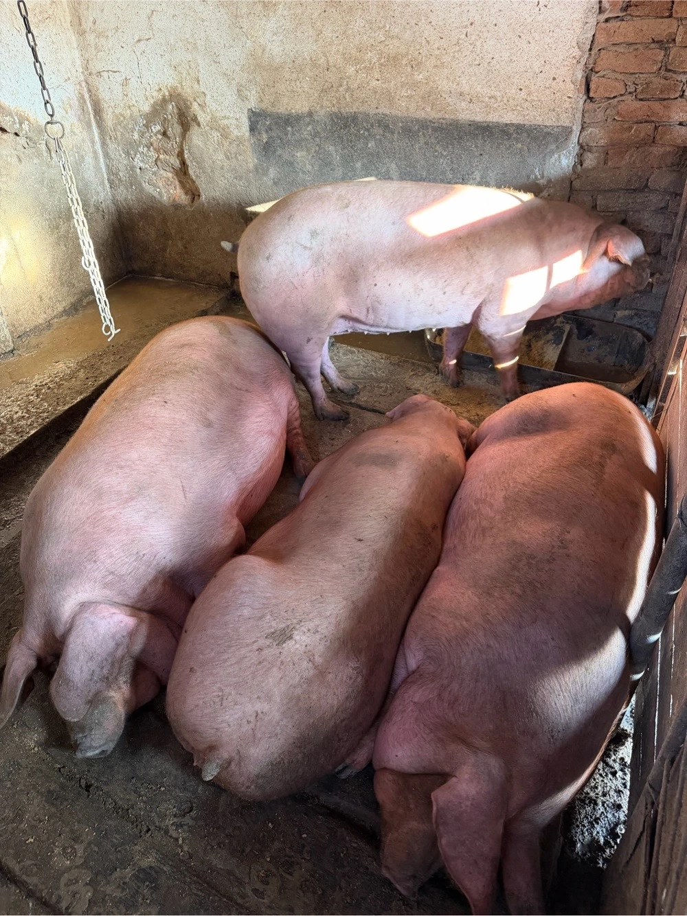 Porci pentru sacrificat 90-150 kg 