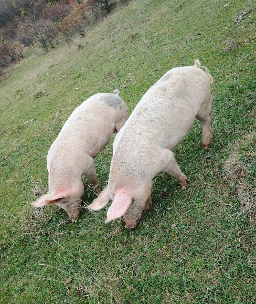 Porci pt sacrificare sau creștere 