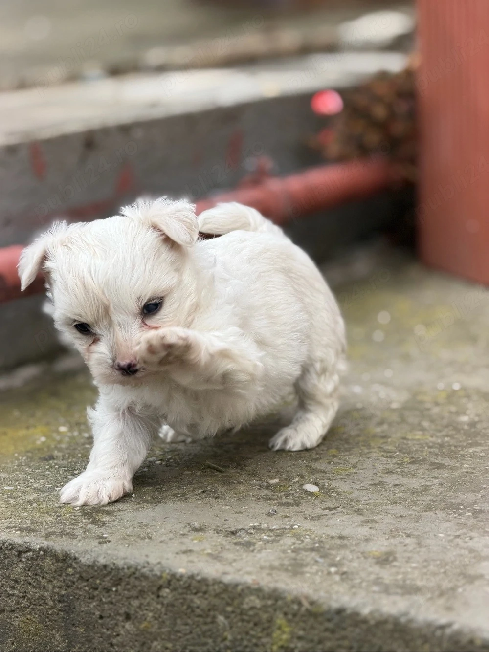 Bichon havanez 