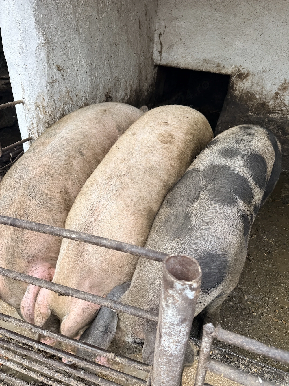 Porci de vânzare 