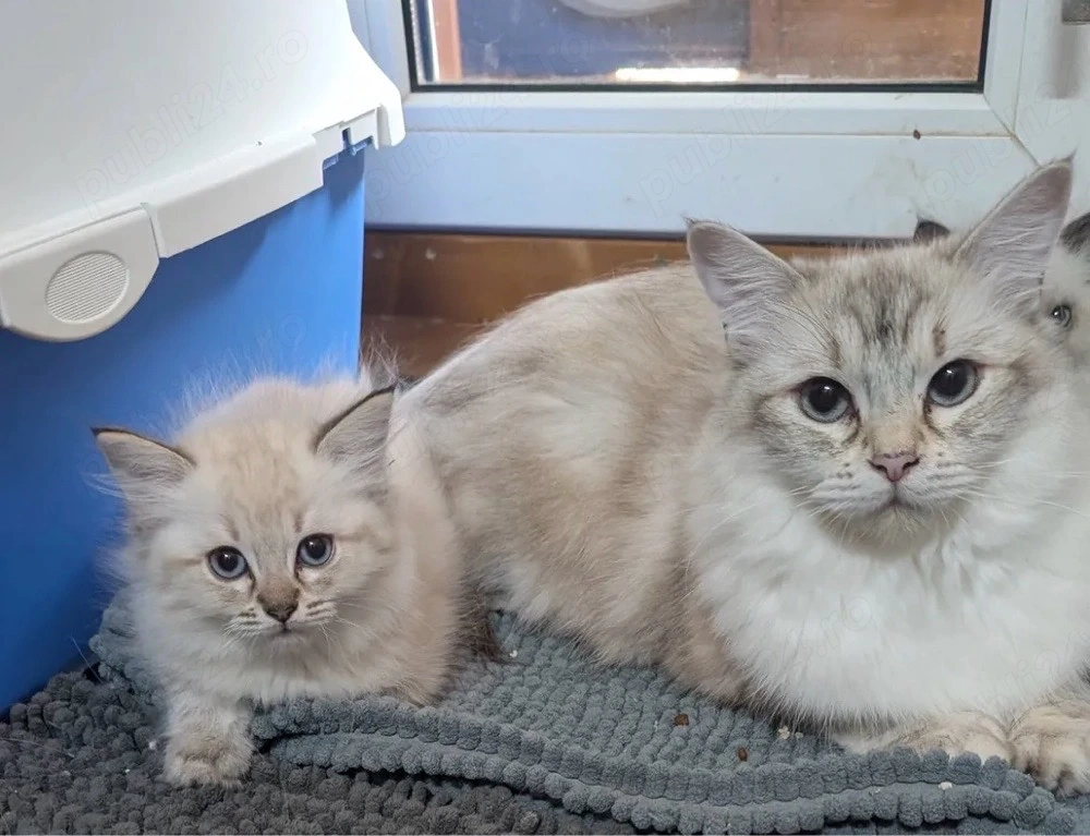 Ragdoll puiut 