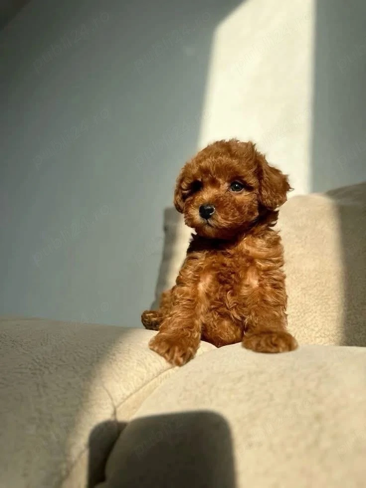 Poodle Pudel mini toy roșcat 