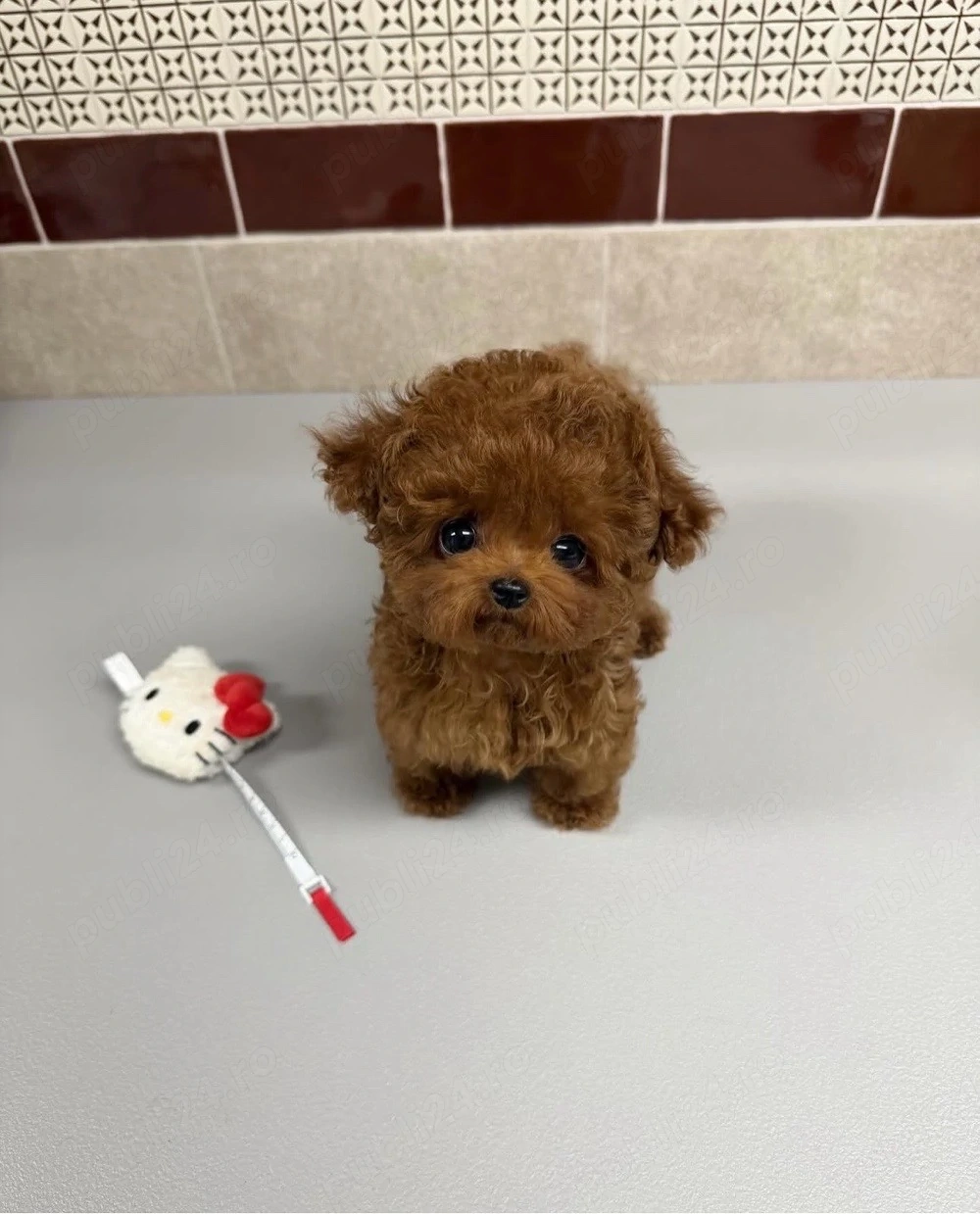 Poodle Pudel Mini Toy Roscat 
