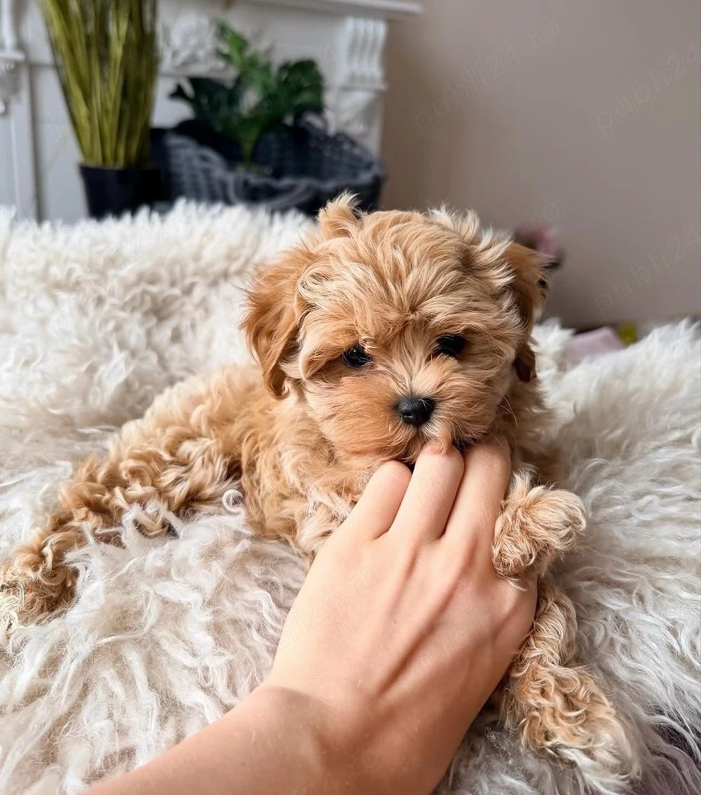 Maltipoo Mini Toy Apricot 
