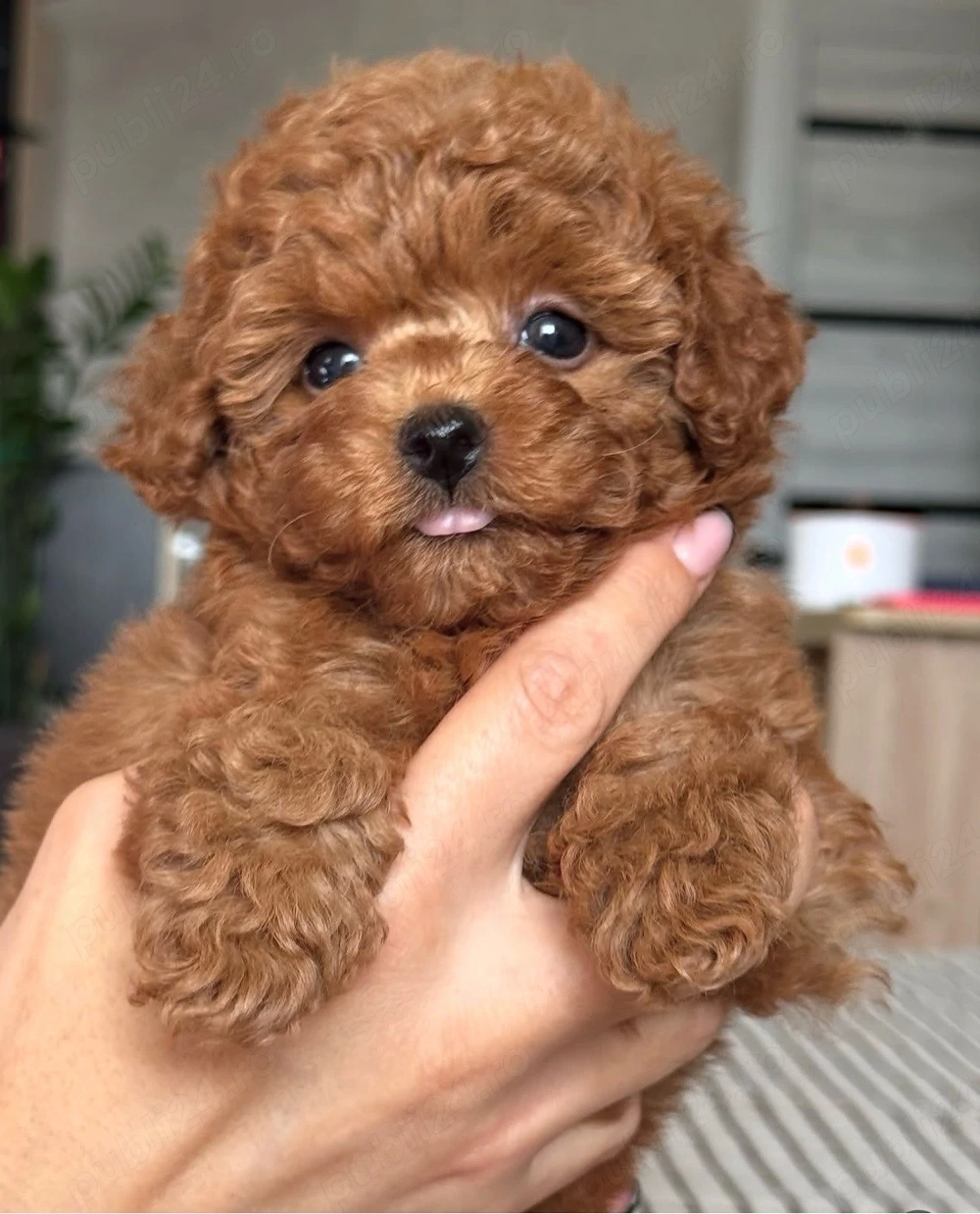 Poodle Pudel mini toy roșcat 