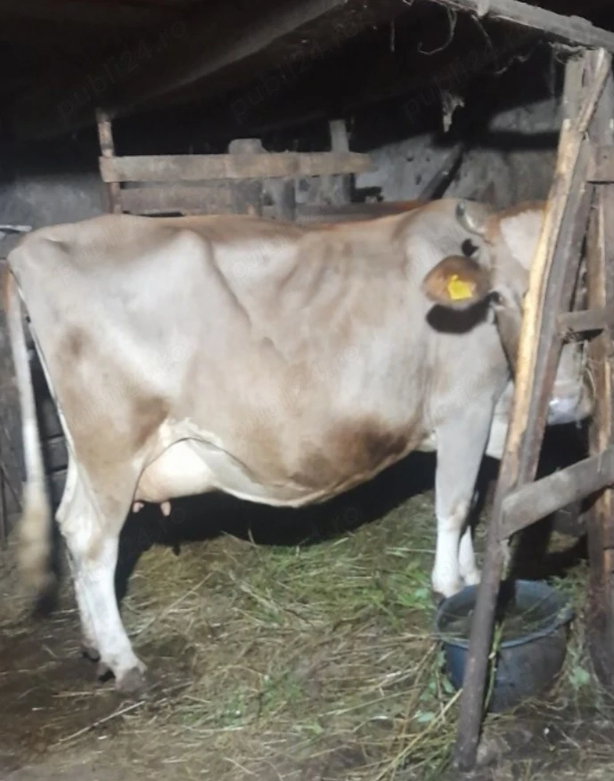 Vaca baltata gestanta