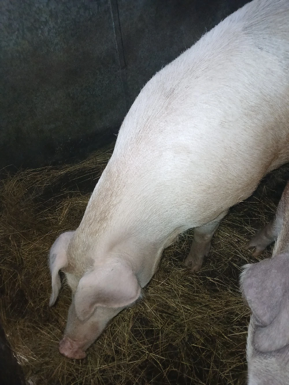 porci de talie mare