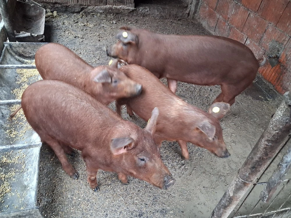 purcei  duroc 